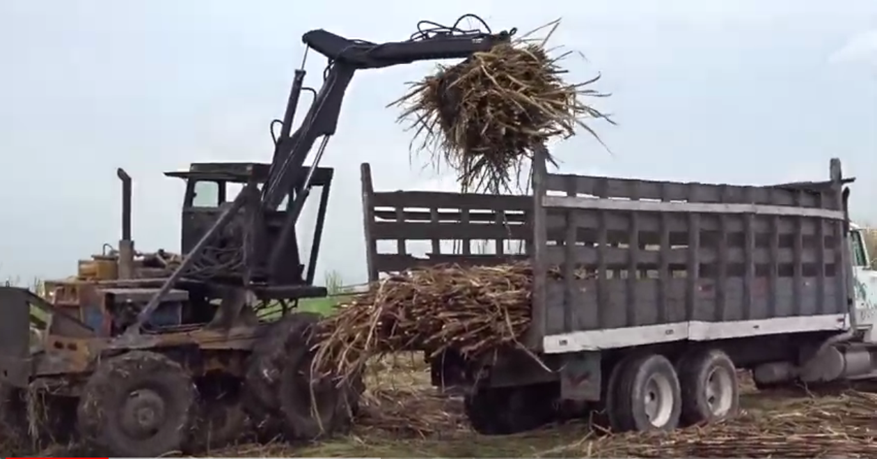 Sugar Cane Indusrty in Belize